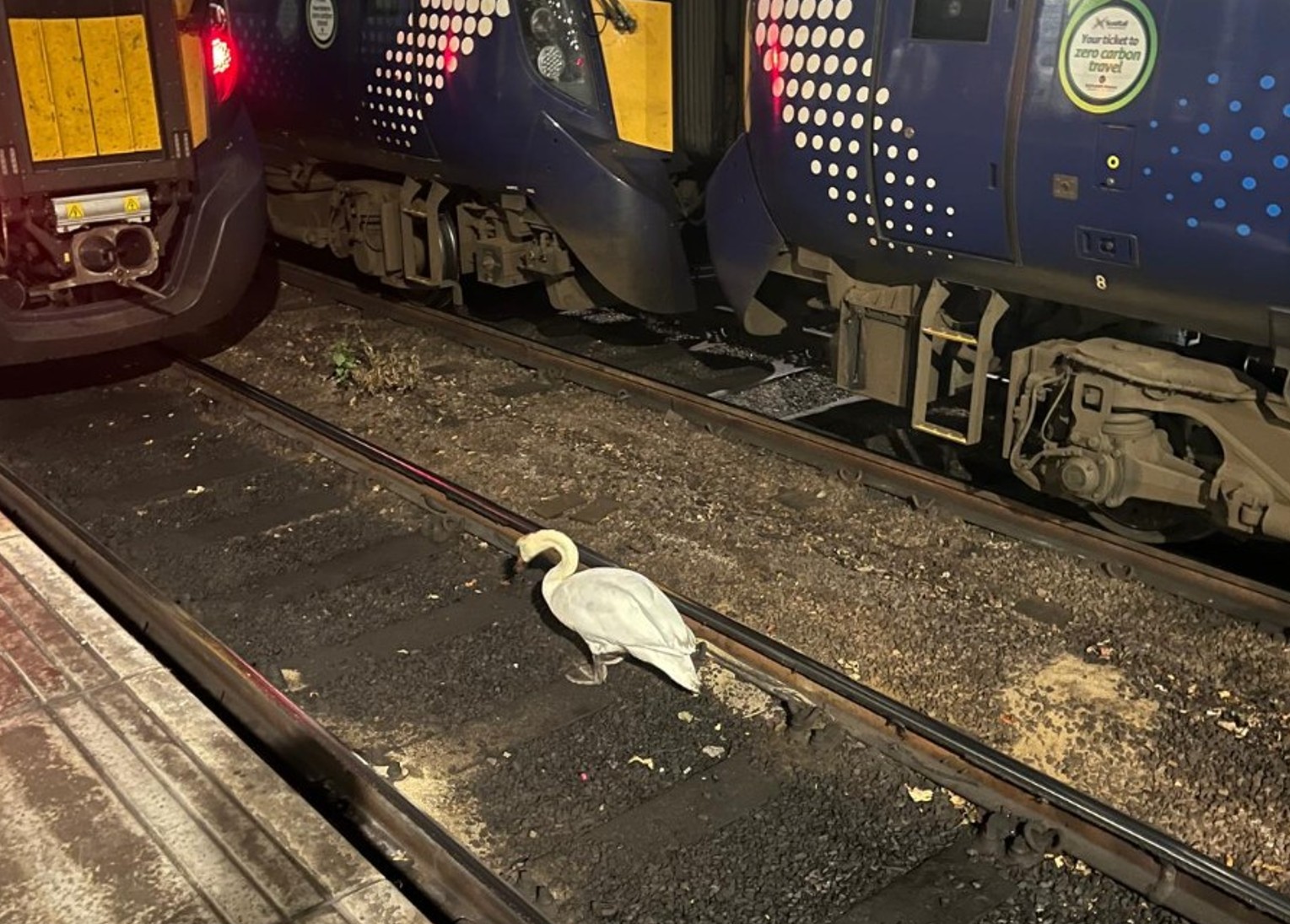 labod na železniški postaji Glasgow Central na Škotskem je povzročil zamude in odpovedi vlakov